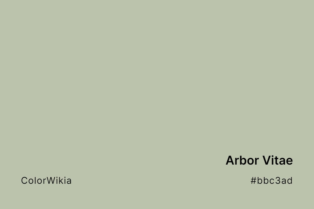 Arbor Vitae Color – #bbc3ad: Codes and Complete Breakdown