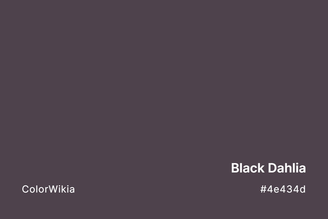 Black Dahlia Color – #4e434d: Codes and Complete Breakdown