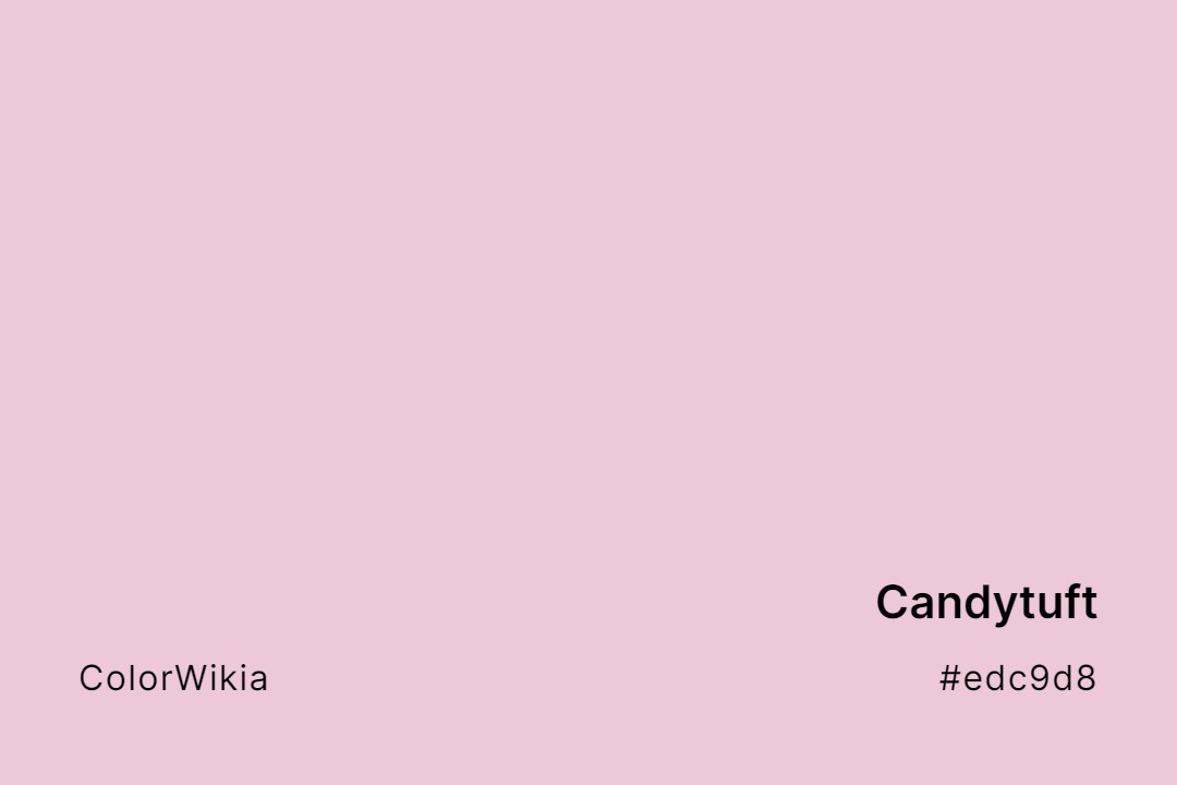 Candytuft Color – #edc9d8: Codes and Complete Breakdown