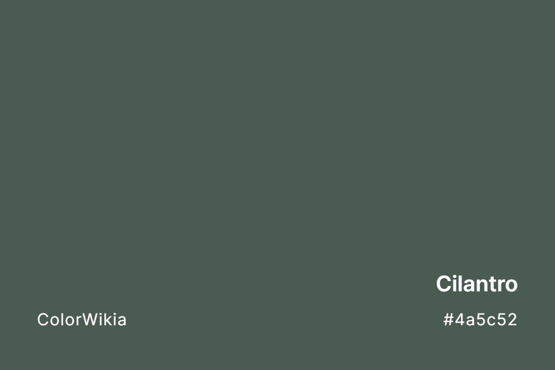 Cilantro Color – #4a5c52: Codes and Complete Breakdown