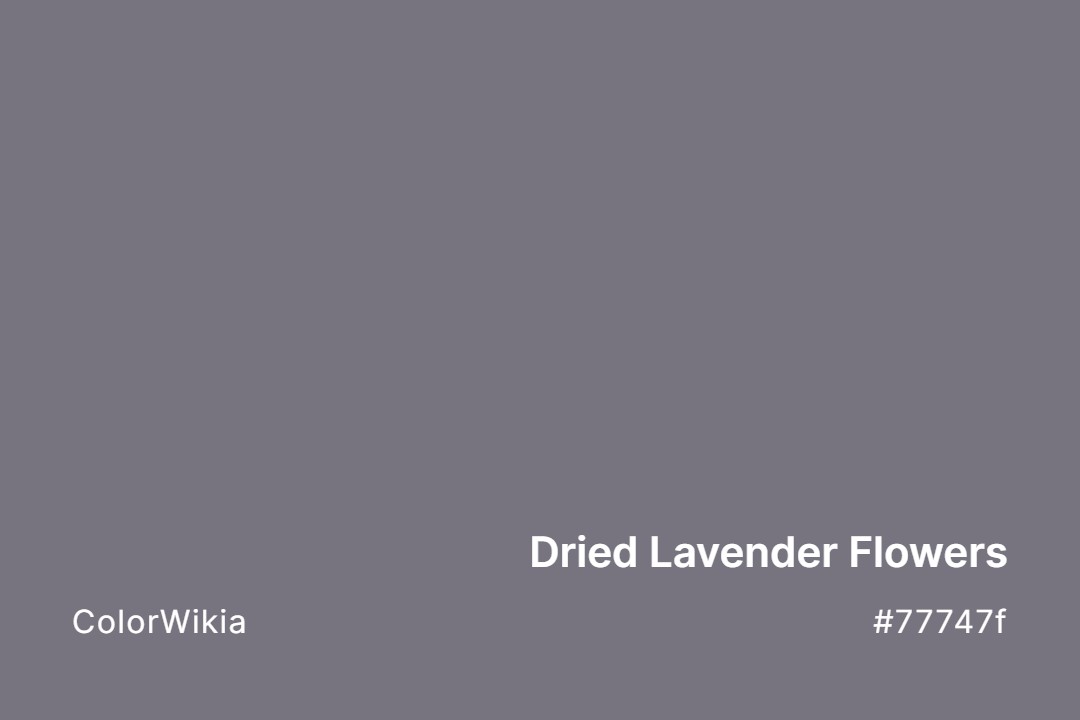 Dried Lavender Flowers Color – #77747f: Codes and Complete Breakdown