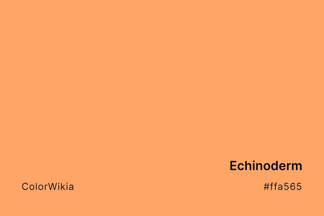 Echinoderm Color – #ffa565: Codes and Complete Breakdown