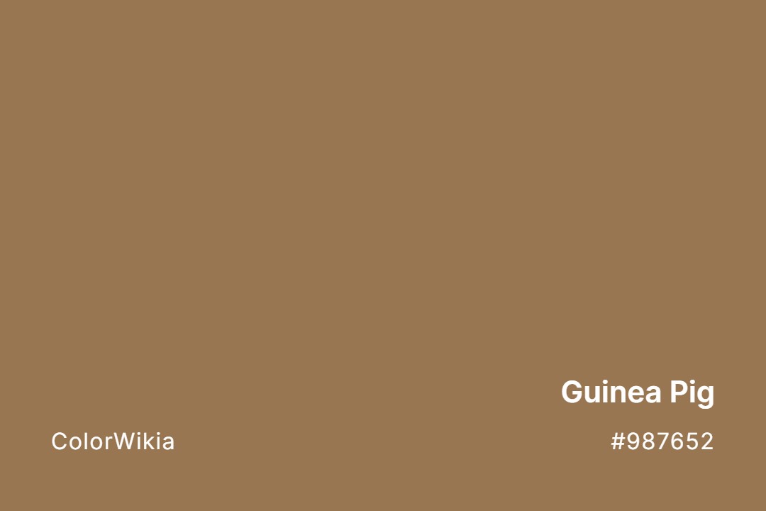 guinea pig color 987652