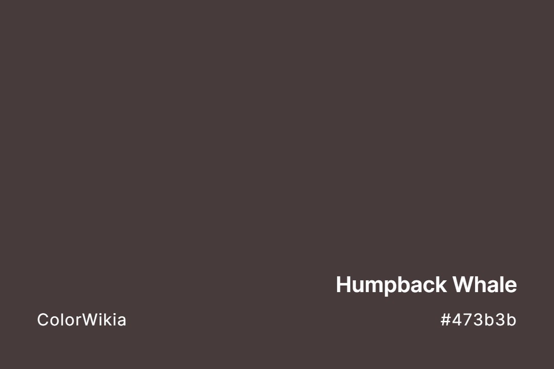 humpback whale color 473b3b
