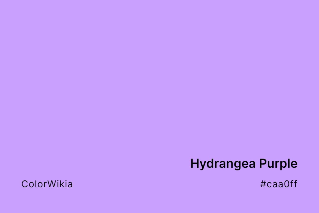 hydrangea purple color caa0ff