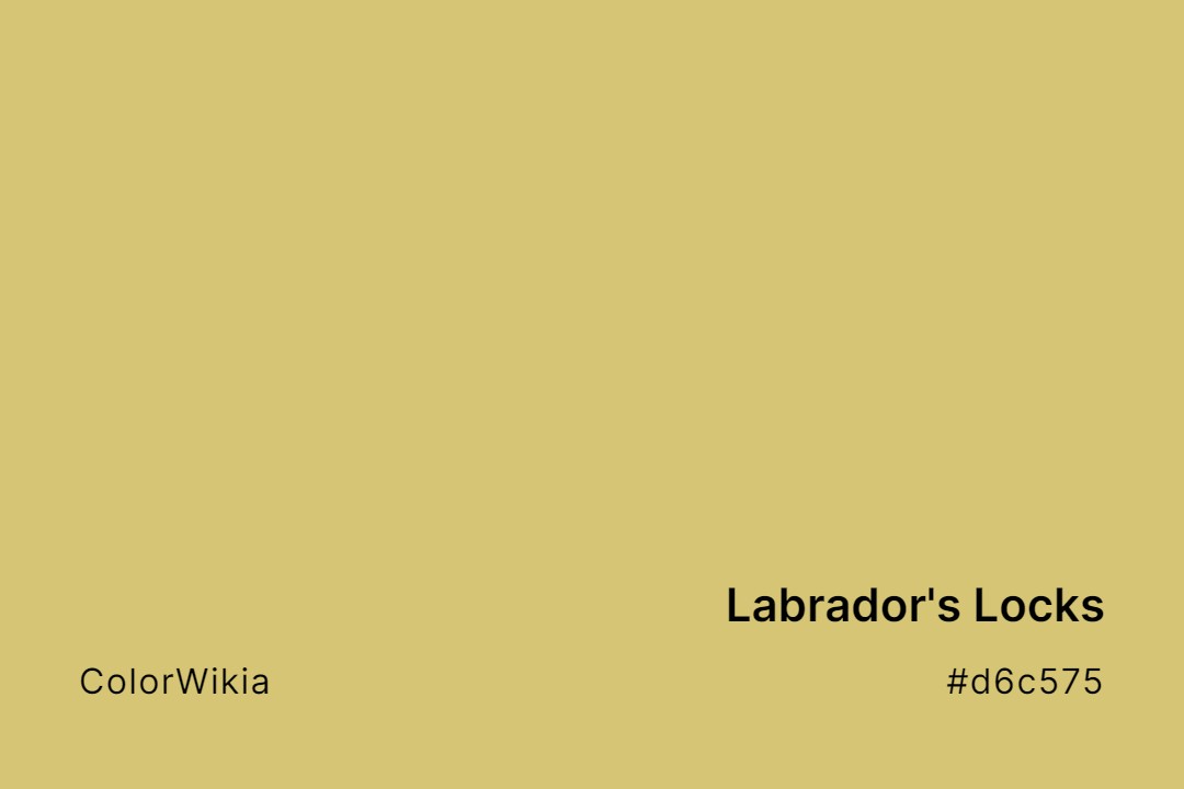Labrador’s Locks Color – #d6c575: Codes and Complete Breakdown