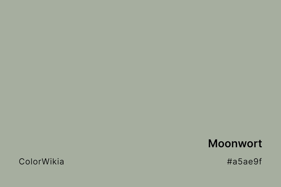 Moonwort Color – #a5ae9f: Codes and Complete Breakdown