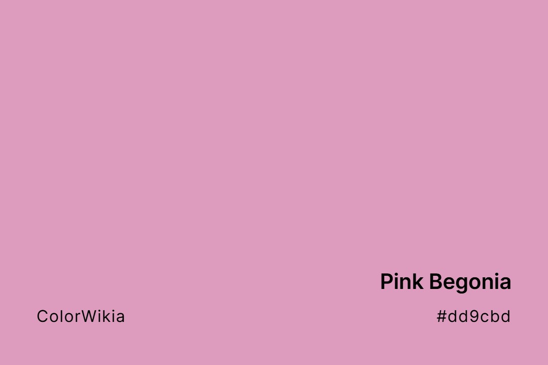 pink begonia color dd9cbd