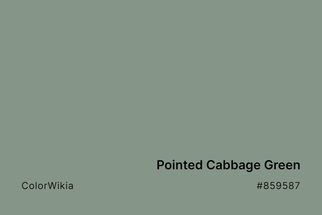 pointed cabbage green color 859587
