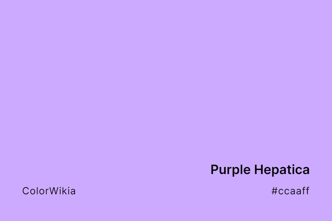 Purple Hepatica Color – #ccaaff: Codes and Complete Breakdown