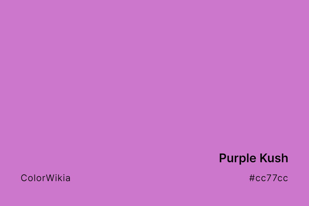 Purple Kush Color – #cc77cc: Codes and Complete Breakdown
