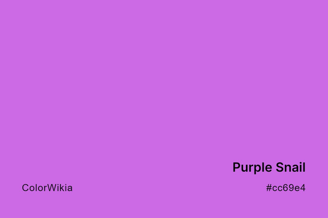 Purple Snail Color – #cc69e4: Codes and Complete Breakdown
