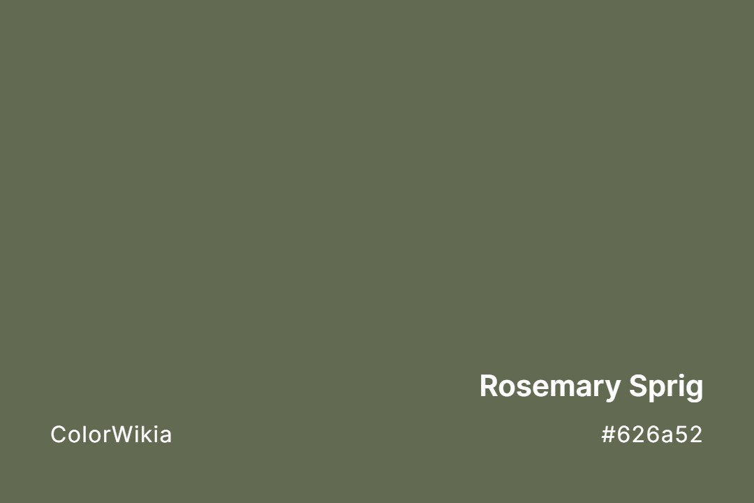 Rosemary Sprig Color – #626a52: Codes and Complete Breakdown