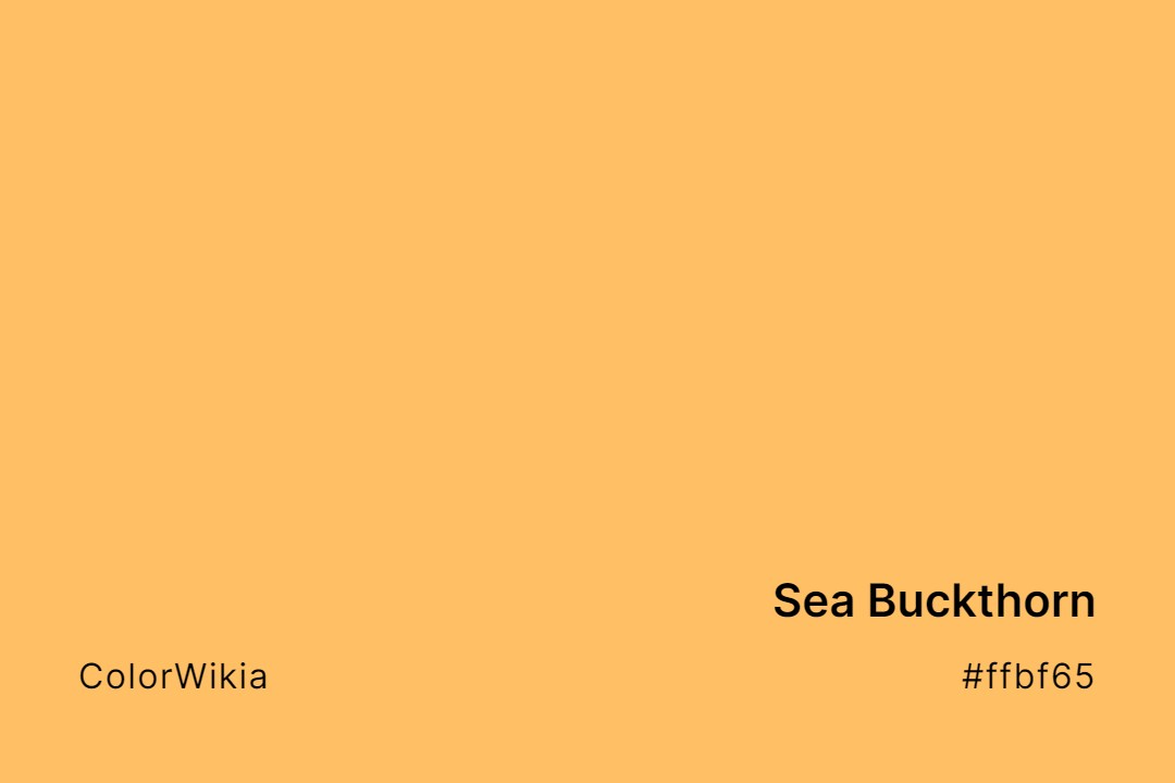 Sea Buckthorn Color – #ffbf65: Codes and Complete Breakdown