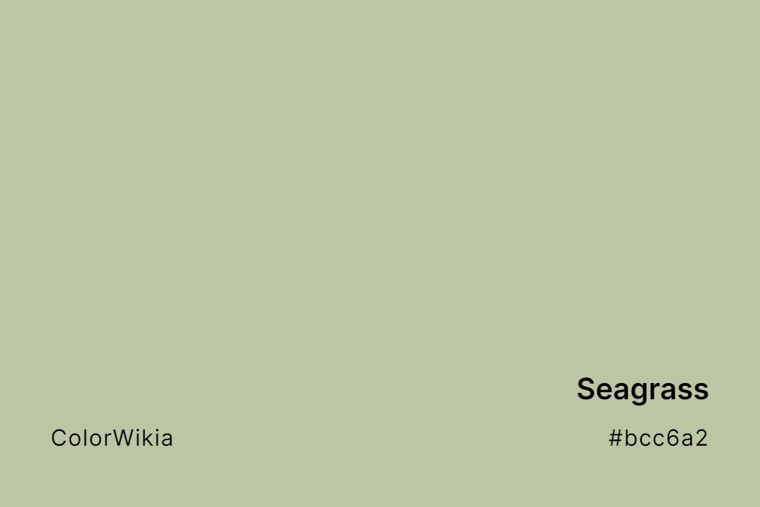 Seagrass Color – #bcc6a2: Codes and Complete Breakdown